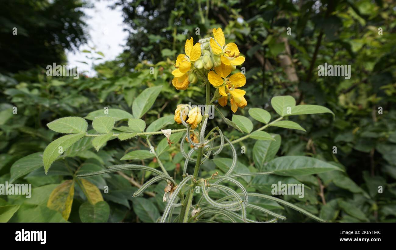 Beautiful yellow flowers of Senna hirsuta also known as Woolly or Hairy