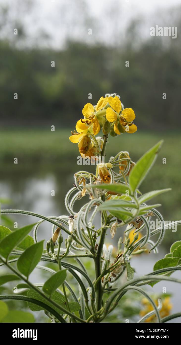 Beautiful yellow flowers of Senna hirsuta also known as Woolly or Hairy