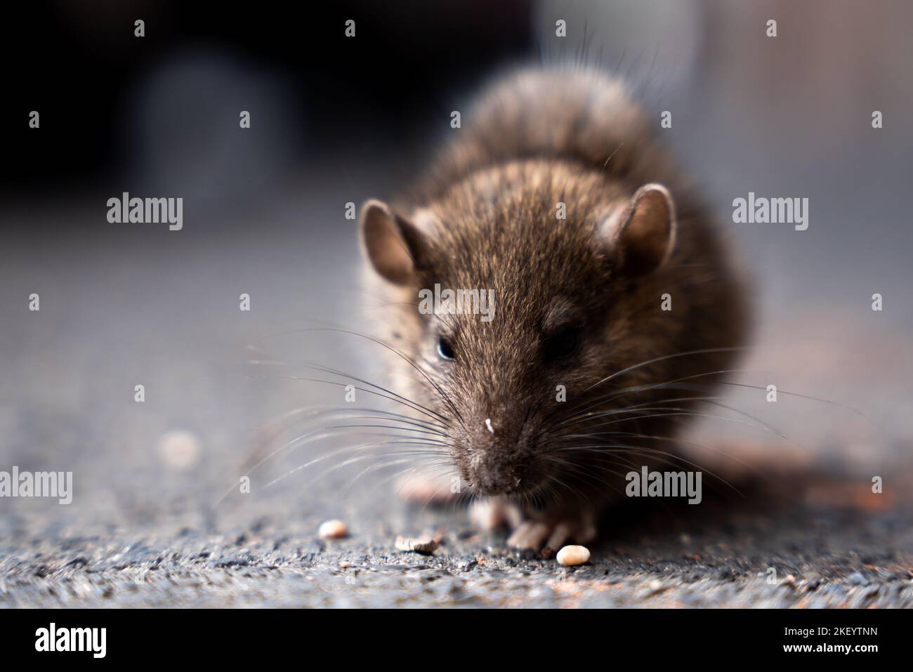 wide angle shot of rat eating something on the str Stock Photo