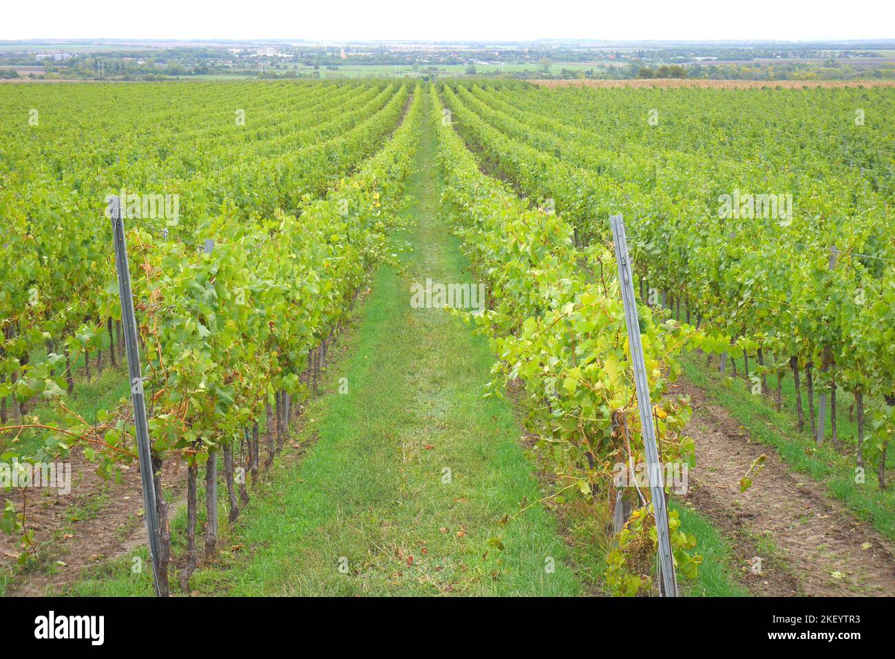 Vineyard in Balatonfokajar, Veszprem County, Hungary Stock Photo