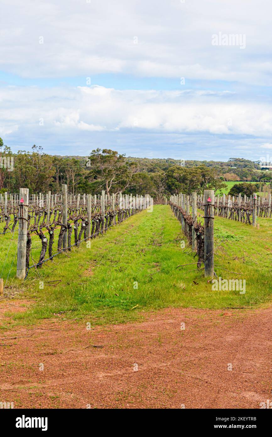 Vineyard vines in mid winter at Driftwood Estate, Wilyabrup, Margaret