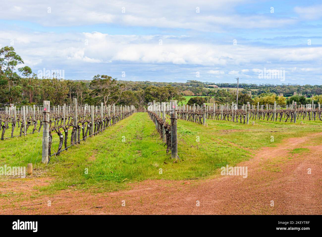Vineyard vines in mid winter at Driftwood Estate, Wilyabrup, Margaret