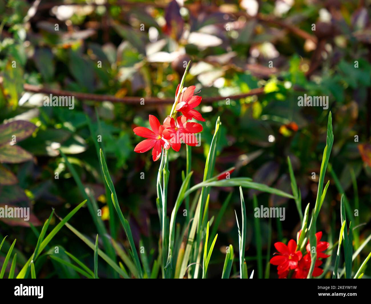 Closeup of the red flowering herbaceous perennial garden plant hesperantha coccinea major. Stock Photo