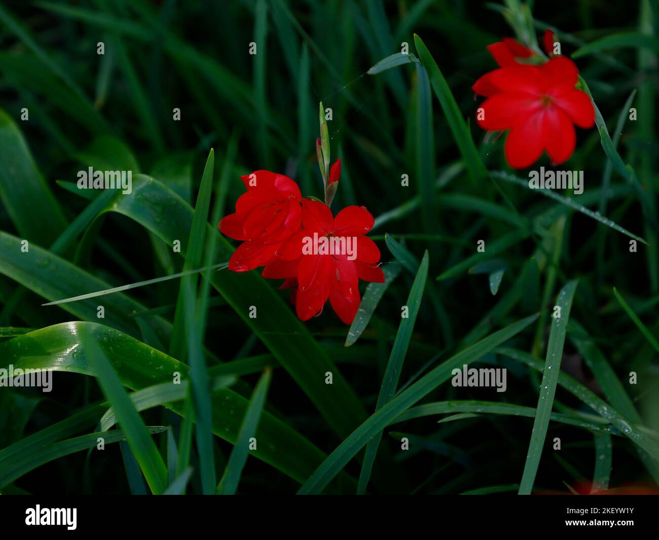 Close up of the red flower of the late flowering herbaceous perennial garden plant hesperantha coccinea major. Stock Photo