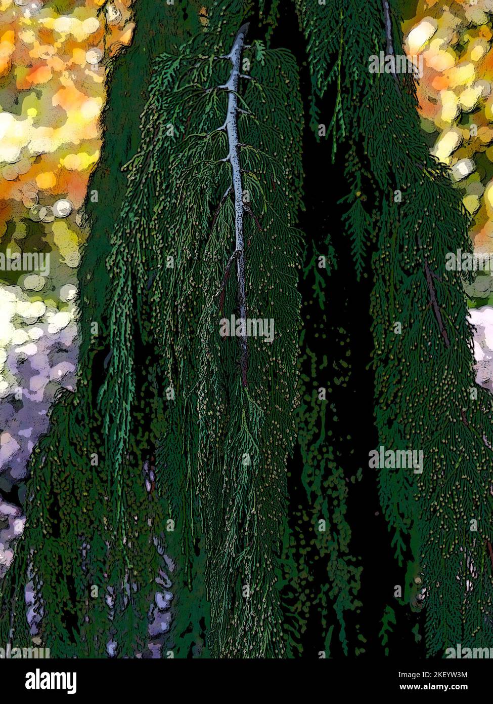 Illustrative close up of pendulous conifer branch. Stock Photo