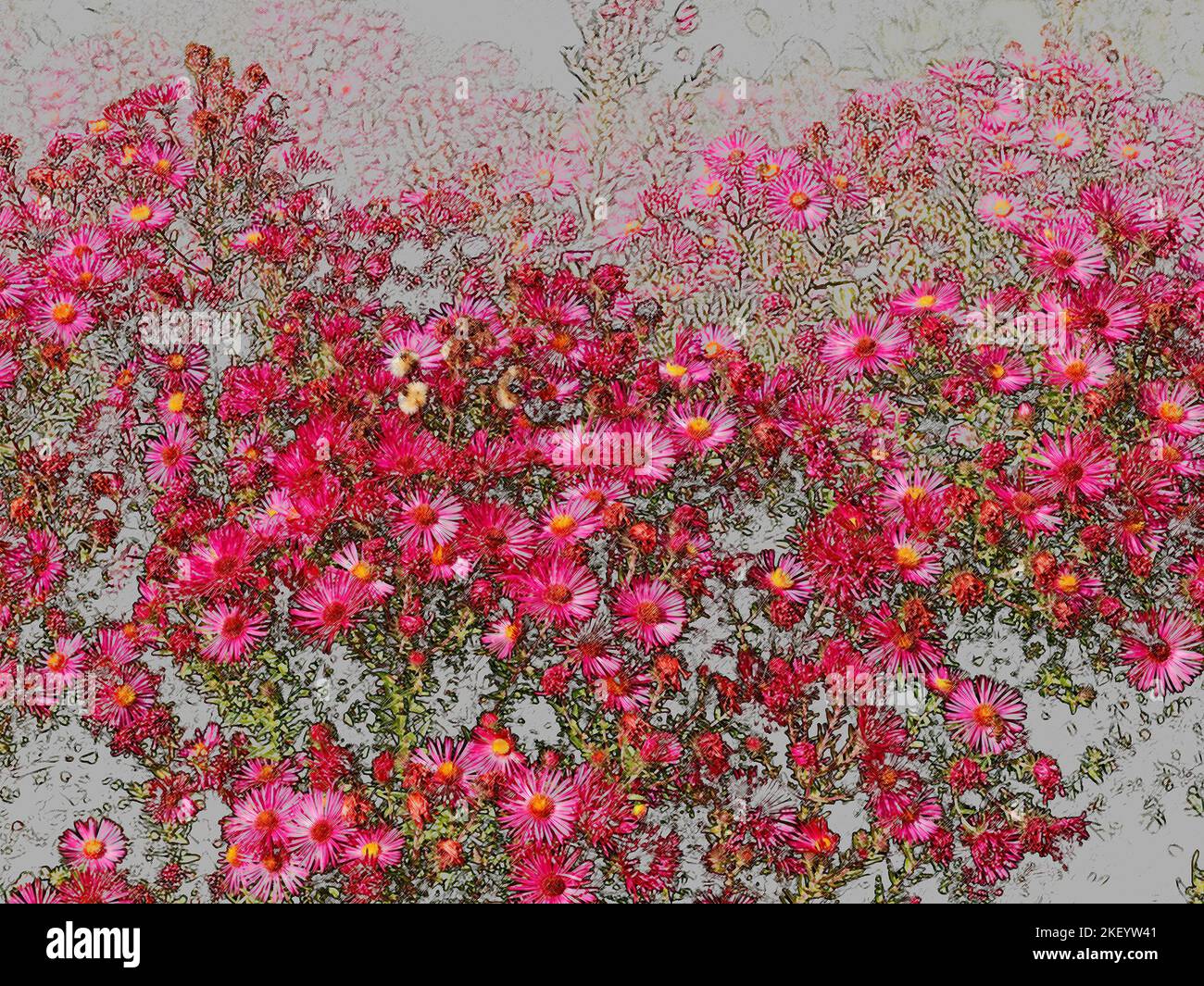 Illustrative closeup of the flowers of red flowering aster Stock Photo ...