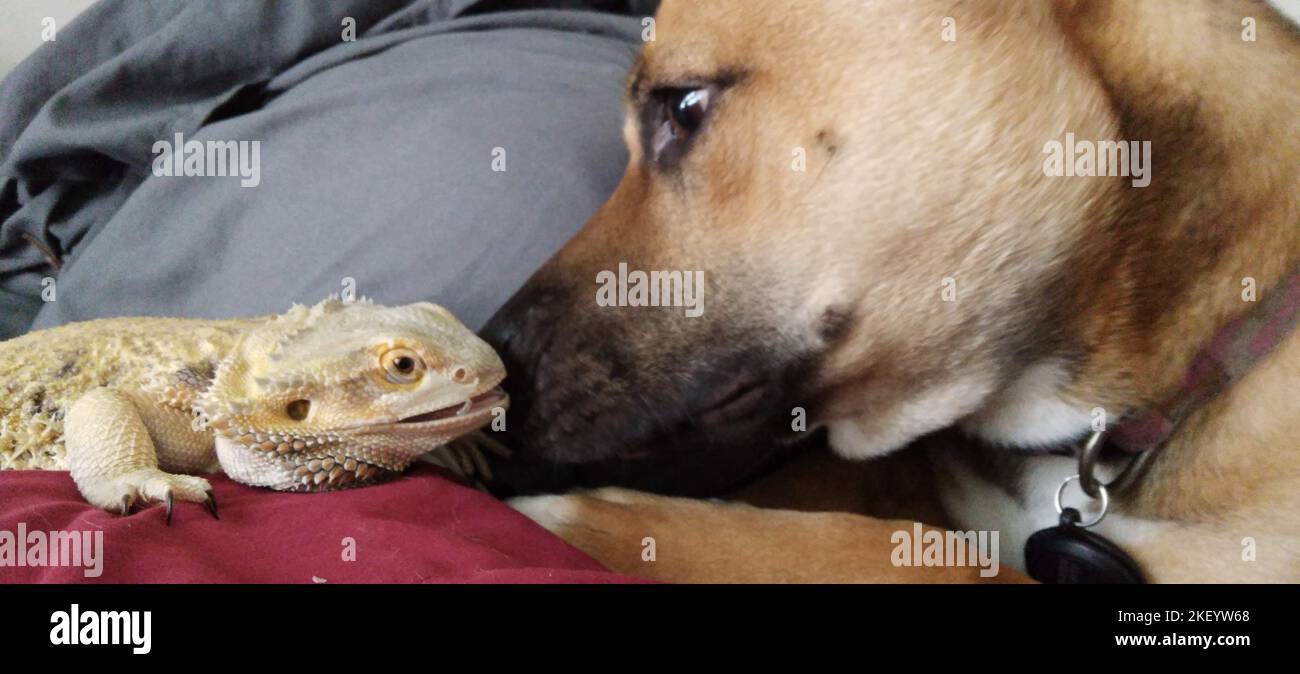 Bearded Dragon And Dog