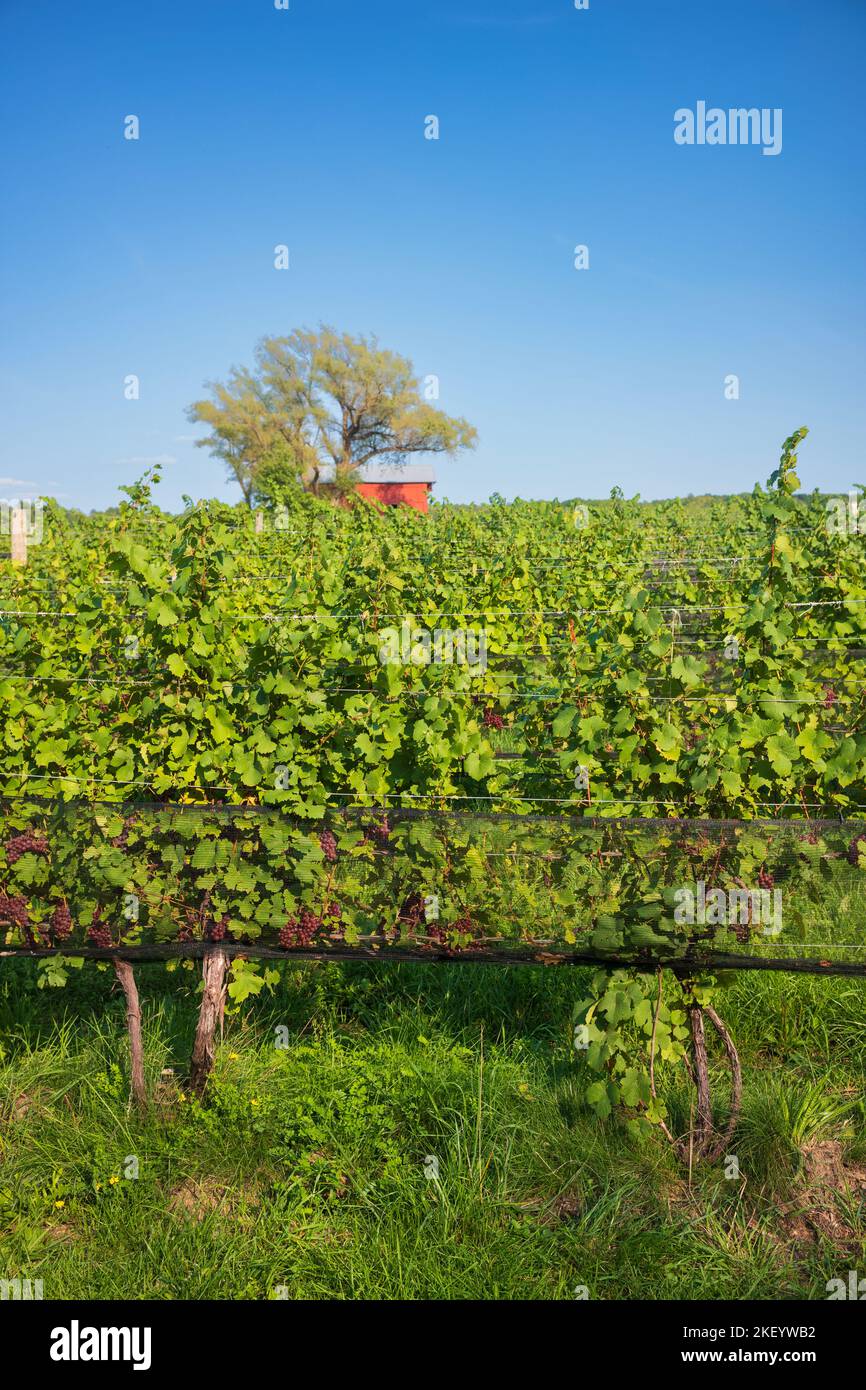 Red grapes hang from a grapevine at a New York State vineyard during a