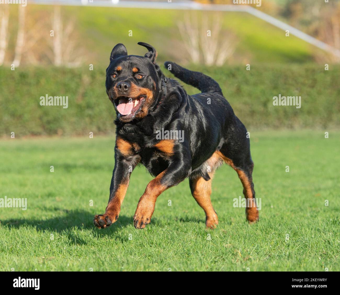 Rottweiler running towards camera Stock Photo - Alamy