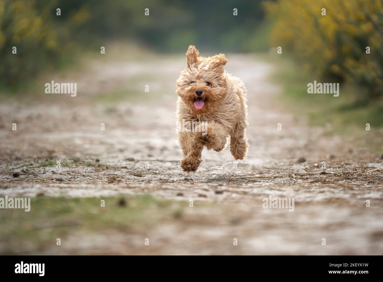 Six month old Cavapoo puppy. This puppy is apricot in colour, and running with all paws off the