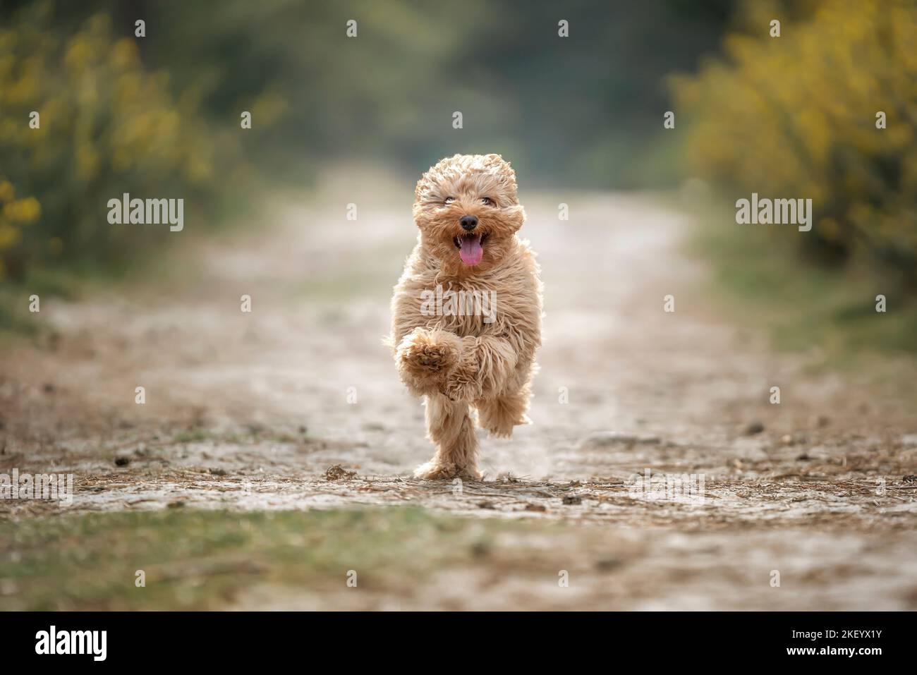 Six month old Cavapoo puppy. This puppy is apricot in colour, and running along looking like a