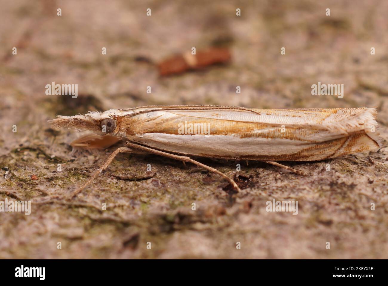A side closeup of Crambus pascuella on the ground with blurred background Stock Photo