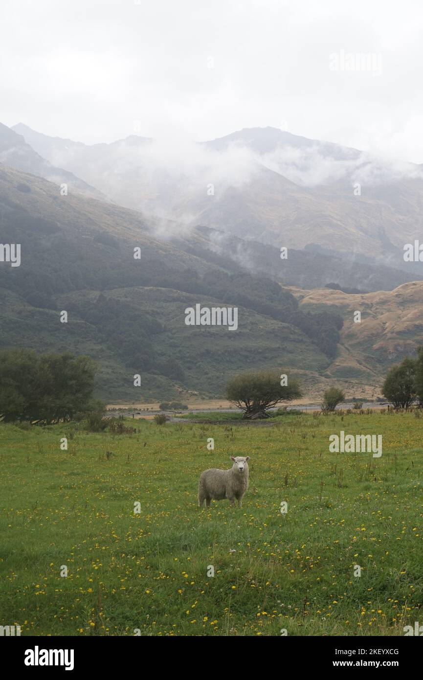 A vertical of a white sheep standing on the grass with misty mountains ...