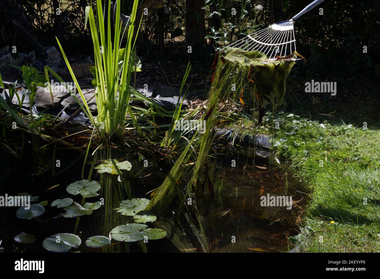 Blanket weed being removed from a garden pond Stock Photo