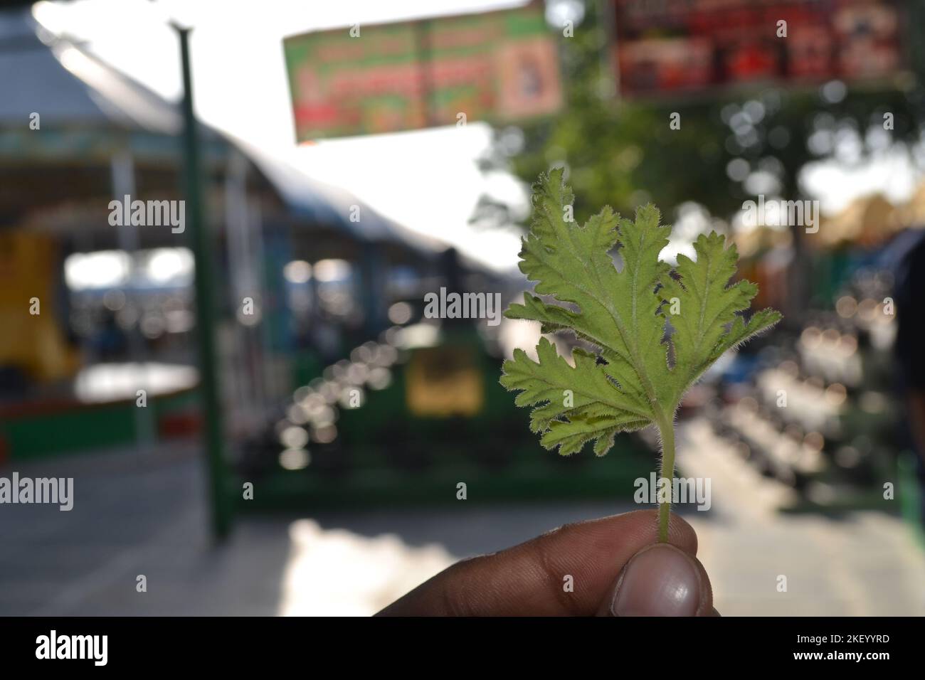 A close-up of a vibrant Rose Geranium leaf (Pelargonium graveolens ...
