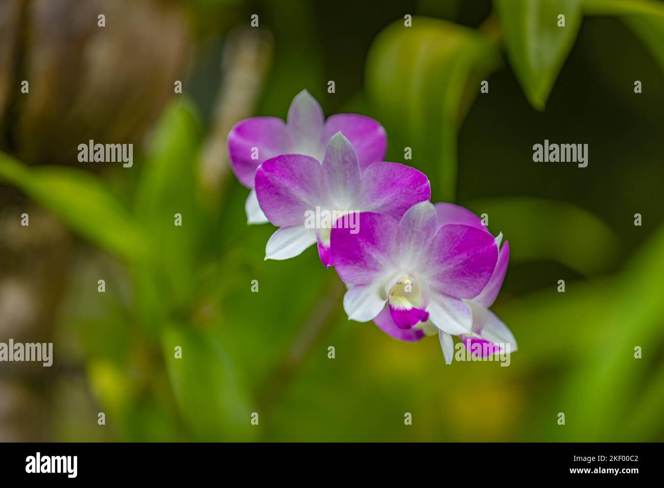 Orchid flower in tropical garden, bright pink purple floral macro with blurred green lush foliage. Dream nature closeup, romantic tropical flowers Stock Photo