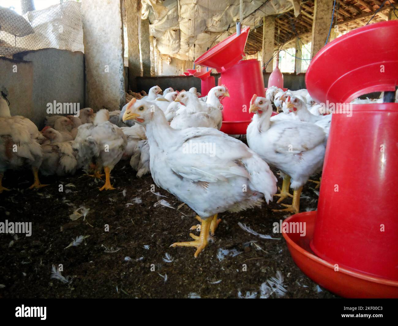 Poultry Farming In India Stock Photo Alamy