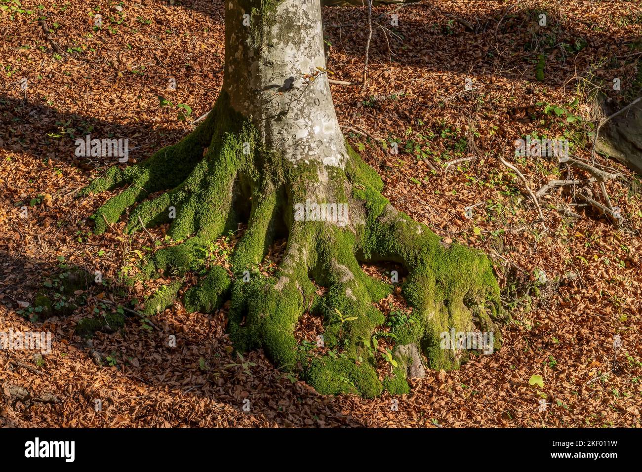 The base and roots of a tree are covered in green moss, surrounded by a carpet of dry leaves, Badia Prataglia, Italy Stock Photo