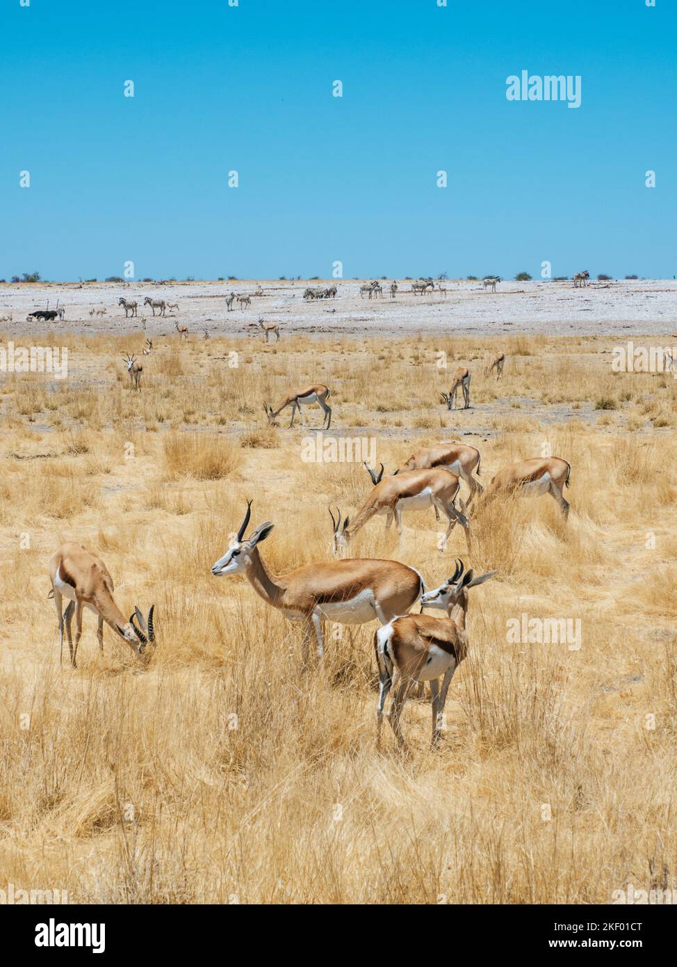 Herd of springbok, antelope at Etosha National Park in Namibia Stock Photo
