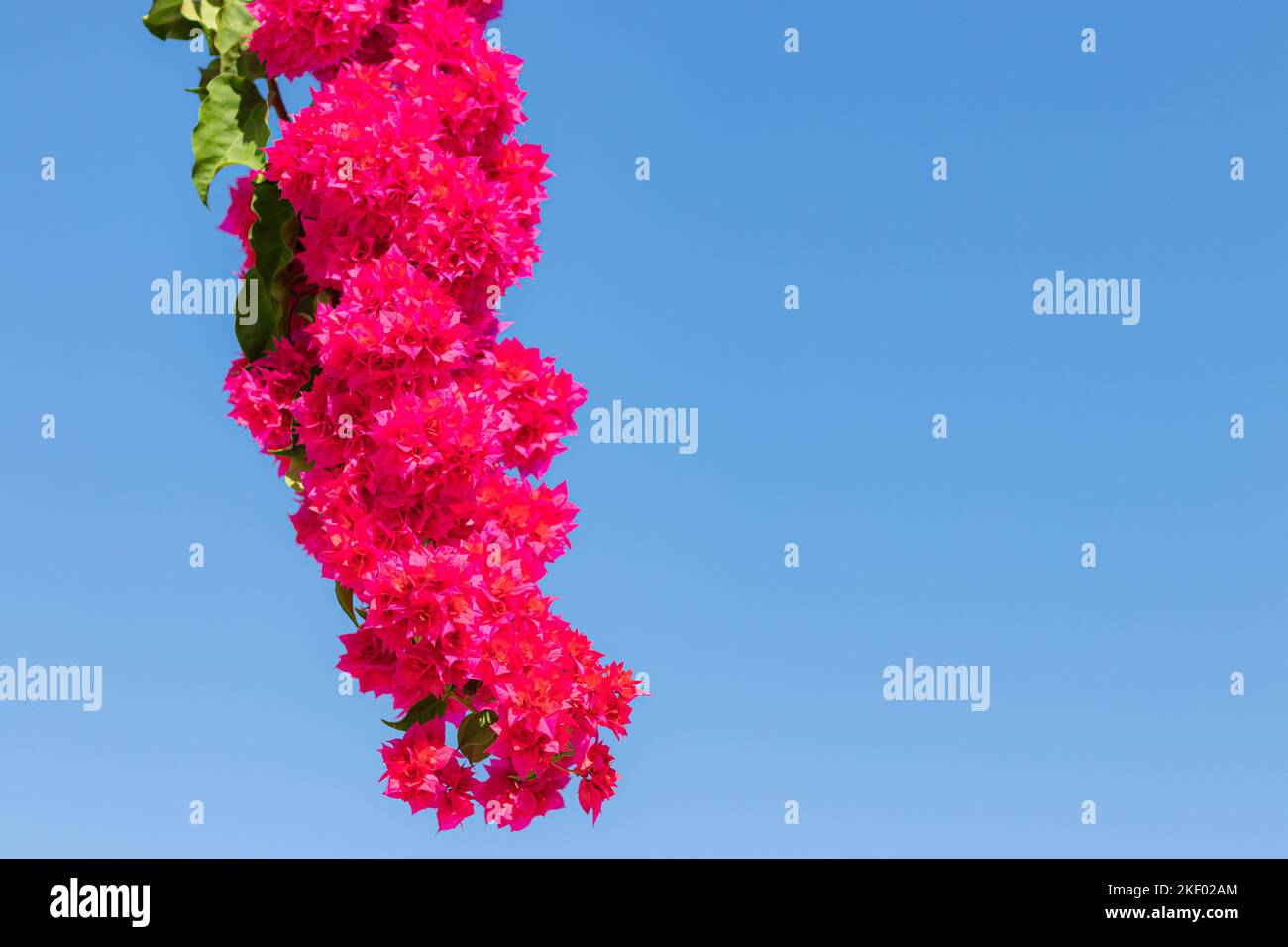 Axillary flowers hi-res stock photography and images - Alamy
