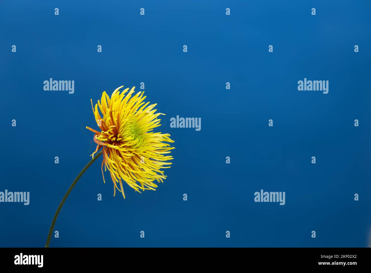 Yellow aster flower against deep blue background. . Minimal spring concept.Aesthetic blooming.Copy space. Stock Photo