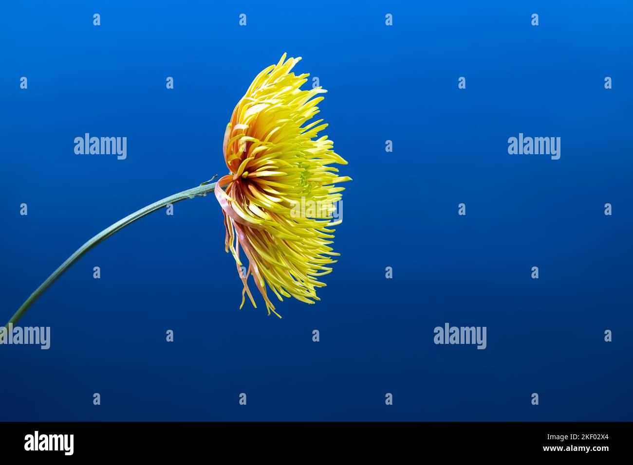 Yellow aster flower against deep blue vivid background. . Minimal spring concept.Aesthetic blooming.Space for text. Stock Photo