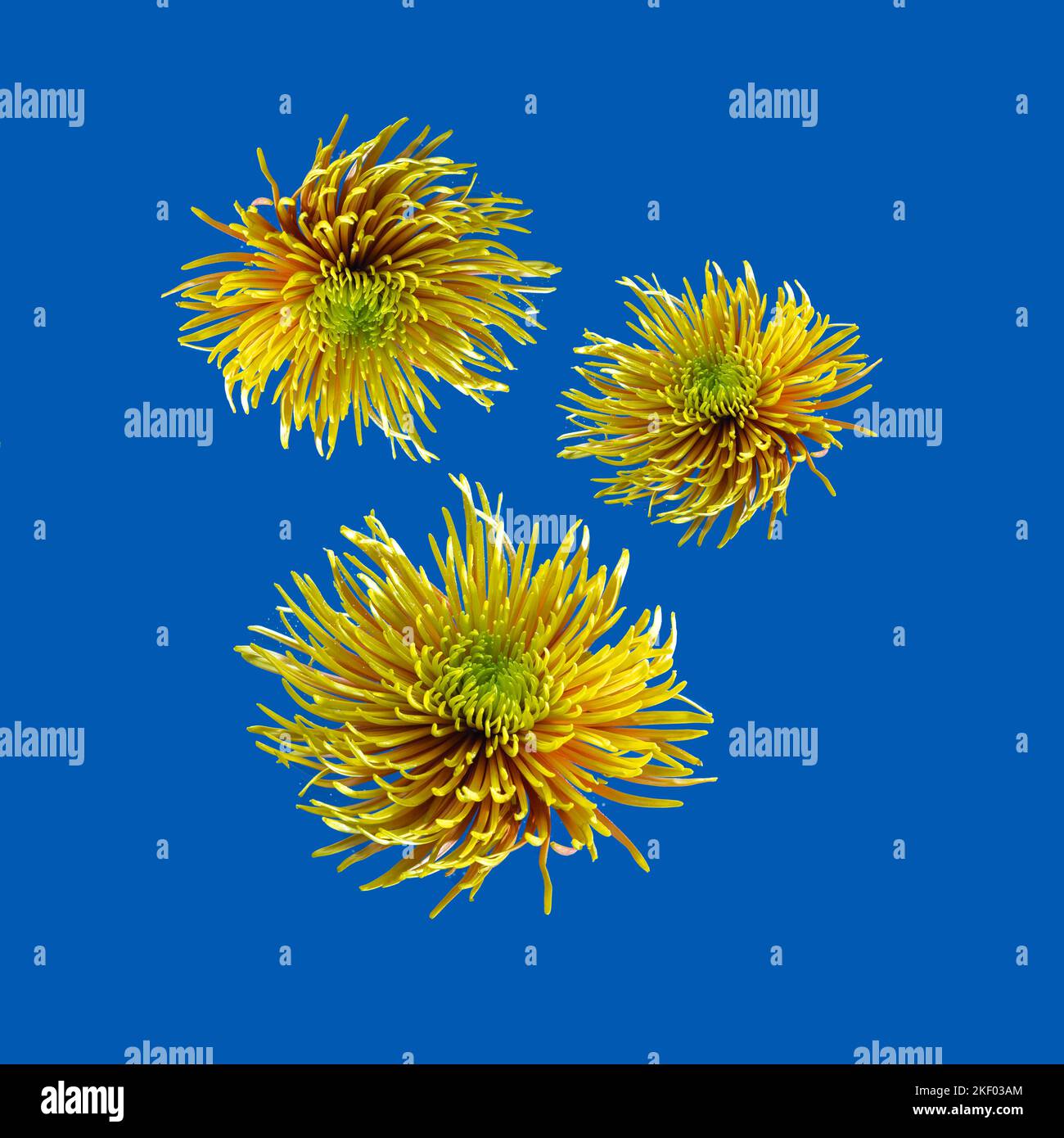 Yellow aster flower against deep blue background. . Minimal spring concept.Aesthetic blooming.For instagram use. Stock Photo