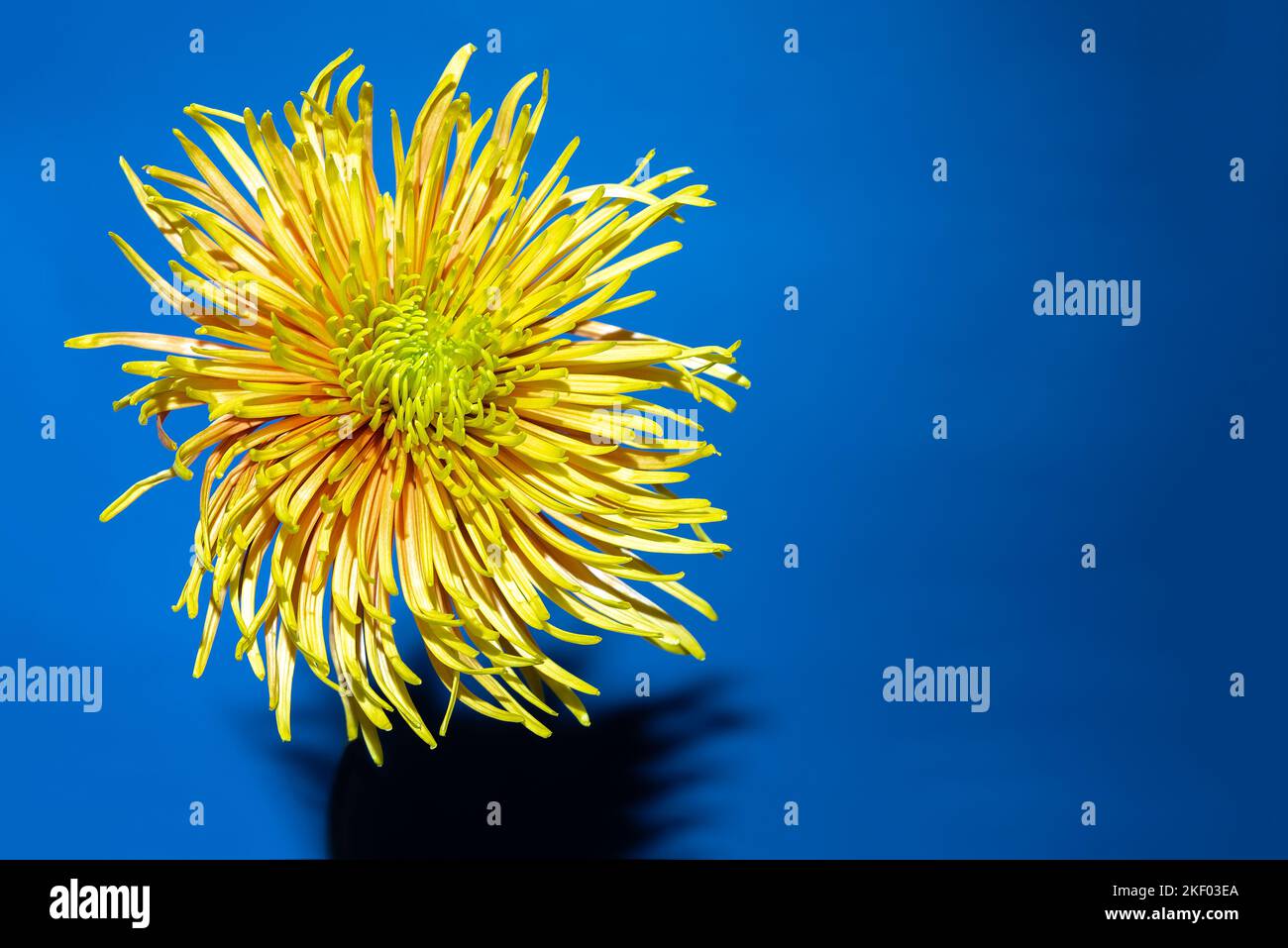 Yellow aster flower with sharp shadow against deep blue background.Aesthetic blooming. Copy space Stock Photo