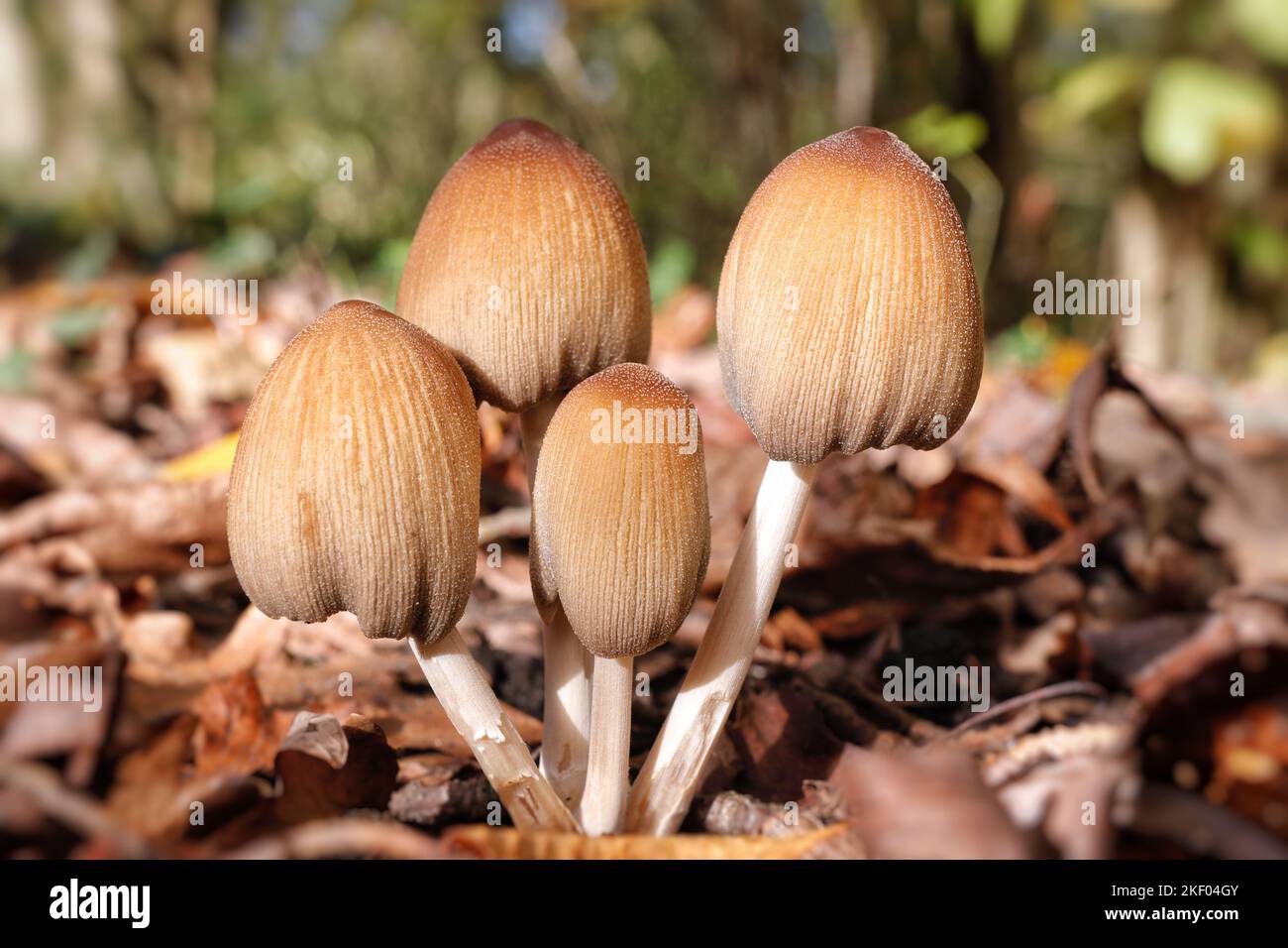 The Glistening Inkcap, Coprinellus micaceus (formerly coprinus micaceus) with the typical glistening crystals that give this fungus its common name Stock Photo