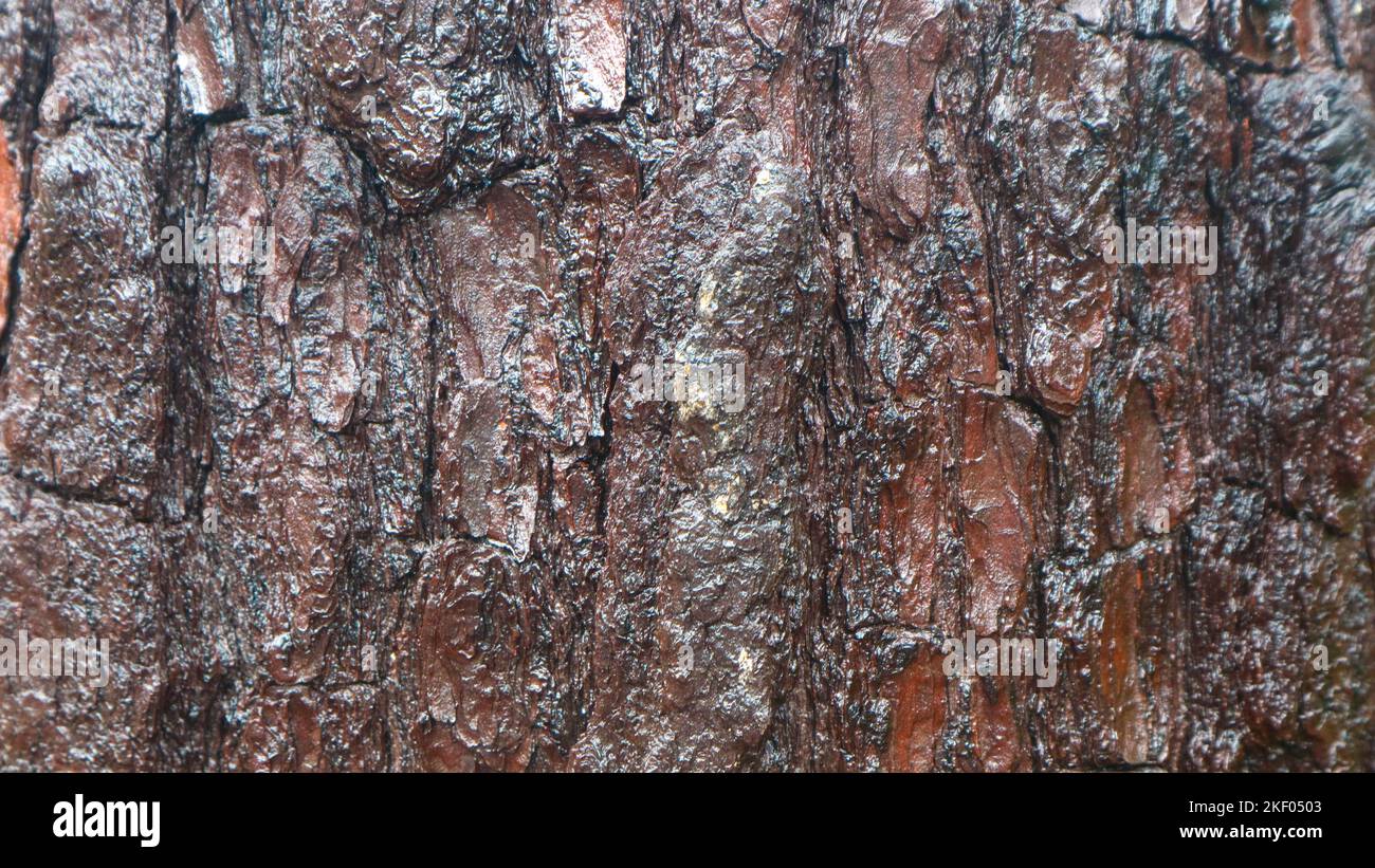 pine bark texture as background Stock Photo - Alamy