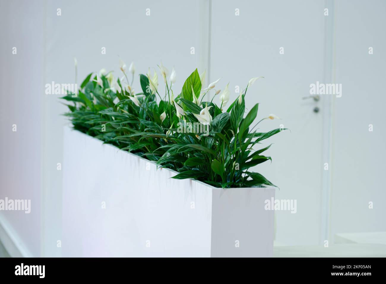White rectangular flowerpot with green plants in the office. Stock Photo