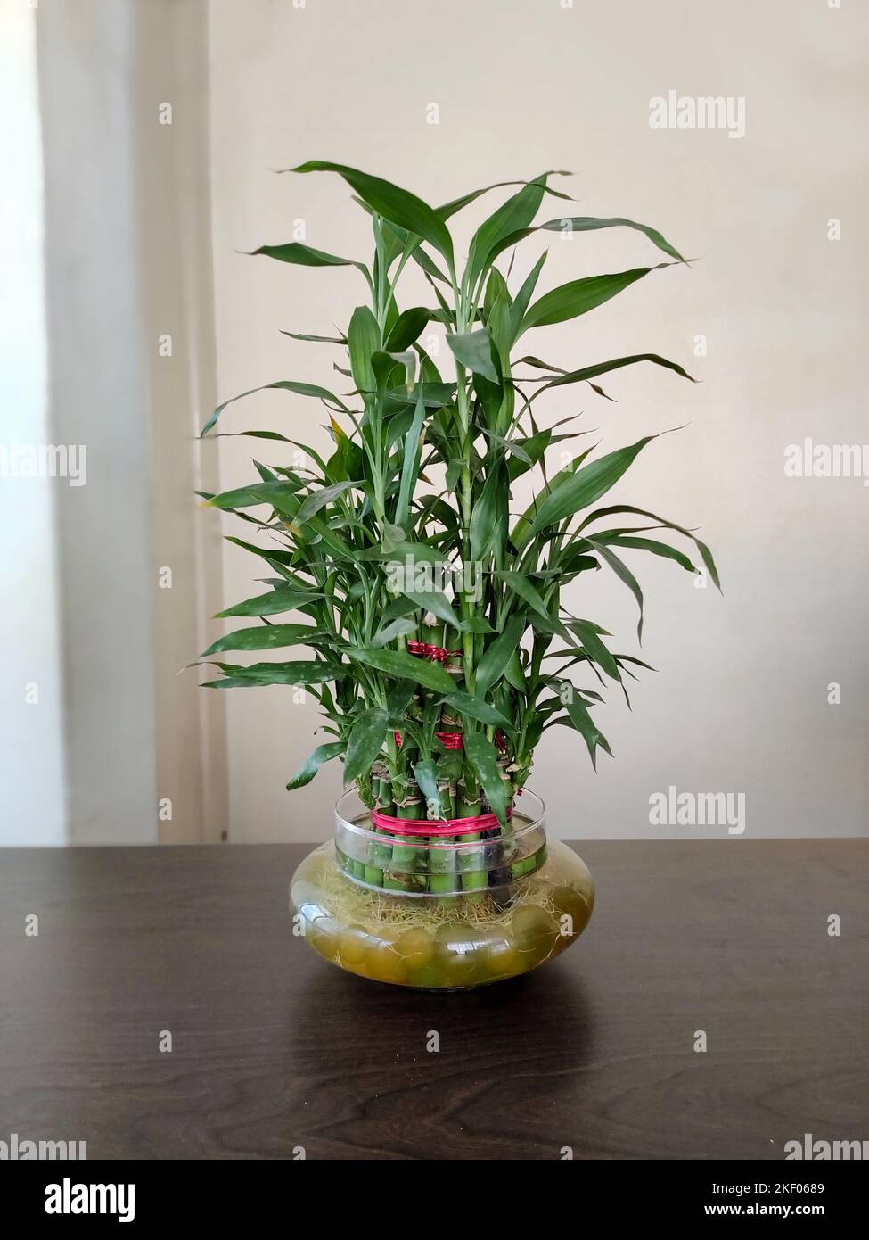The lucky bamboo plant is one of the most popular Feng Shui cures said