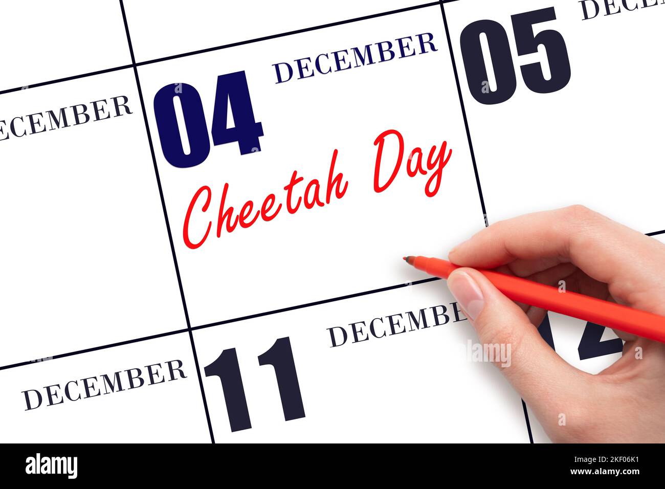 December 4th. Hand writing text Cheetah Day on calendar date. Save the date. Holiday.  Day of the year concept. Stock Photo