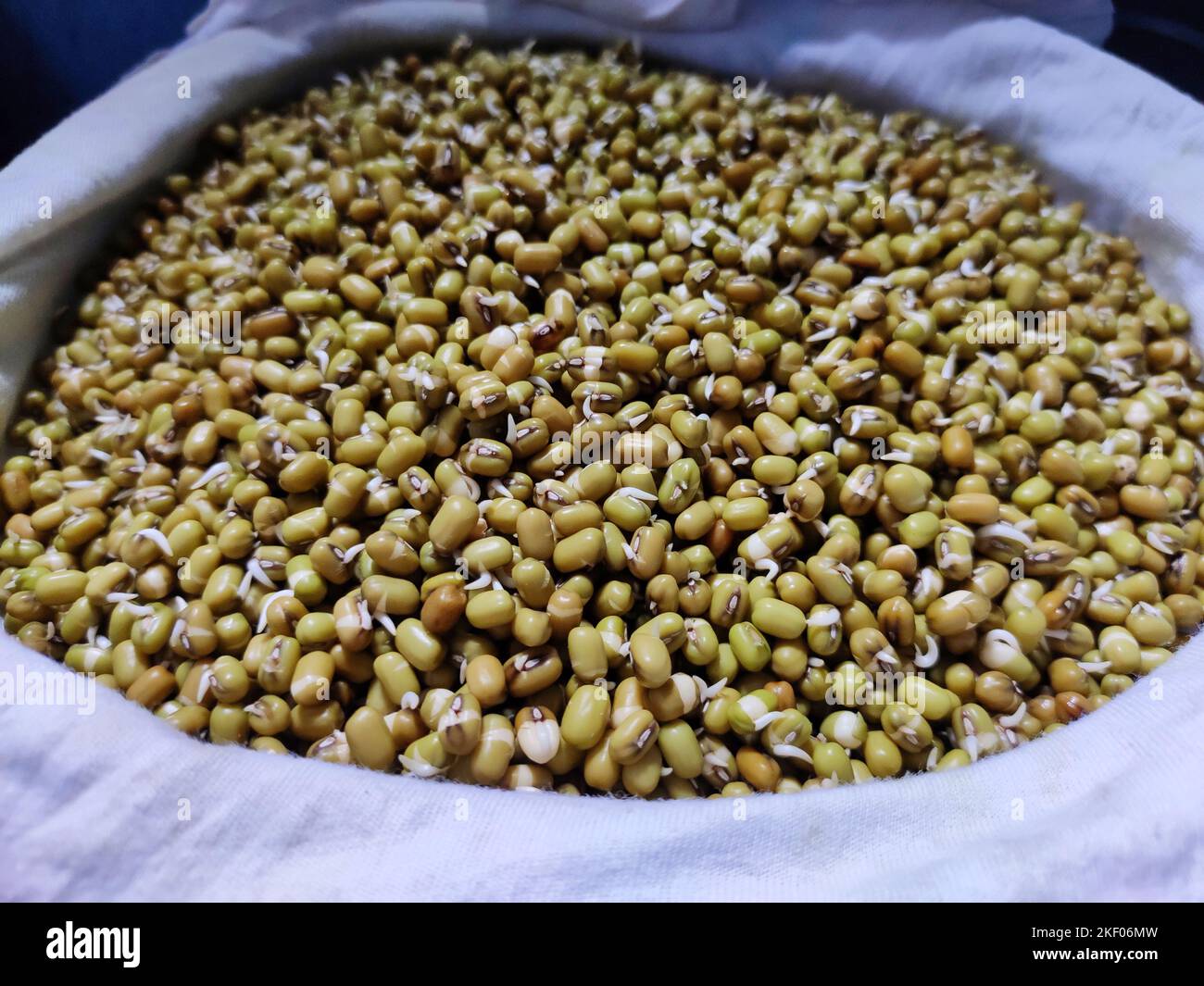 Mung bean sprouts in a bag Stock Photo