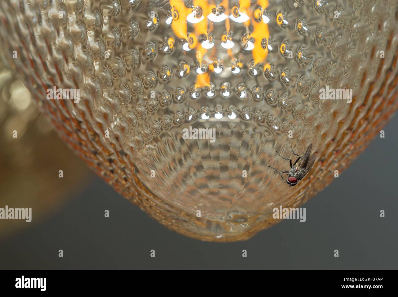 Lesser house fly (Fannia canicularis Stock Photo - Alamy