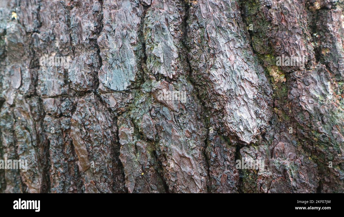 pine bark texture as background Stock Photo - Alamy