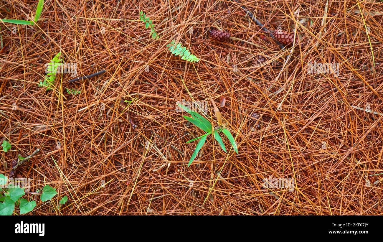 dry pine leaves as background Stock Photo Alamy