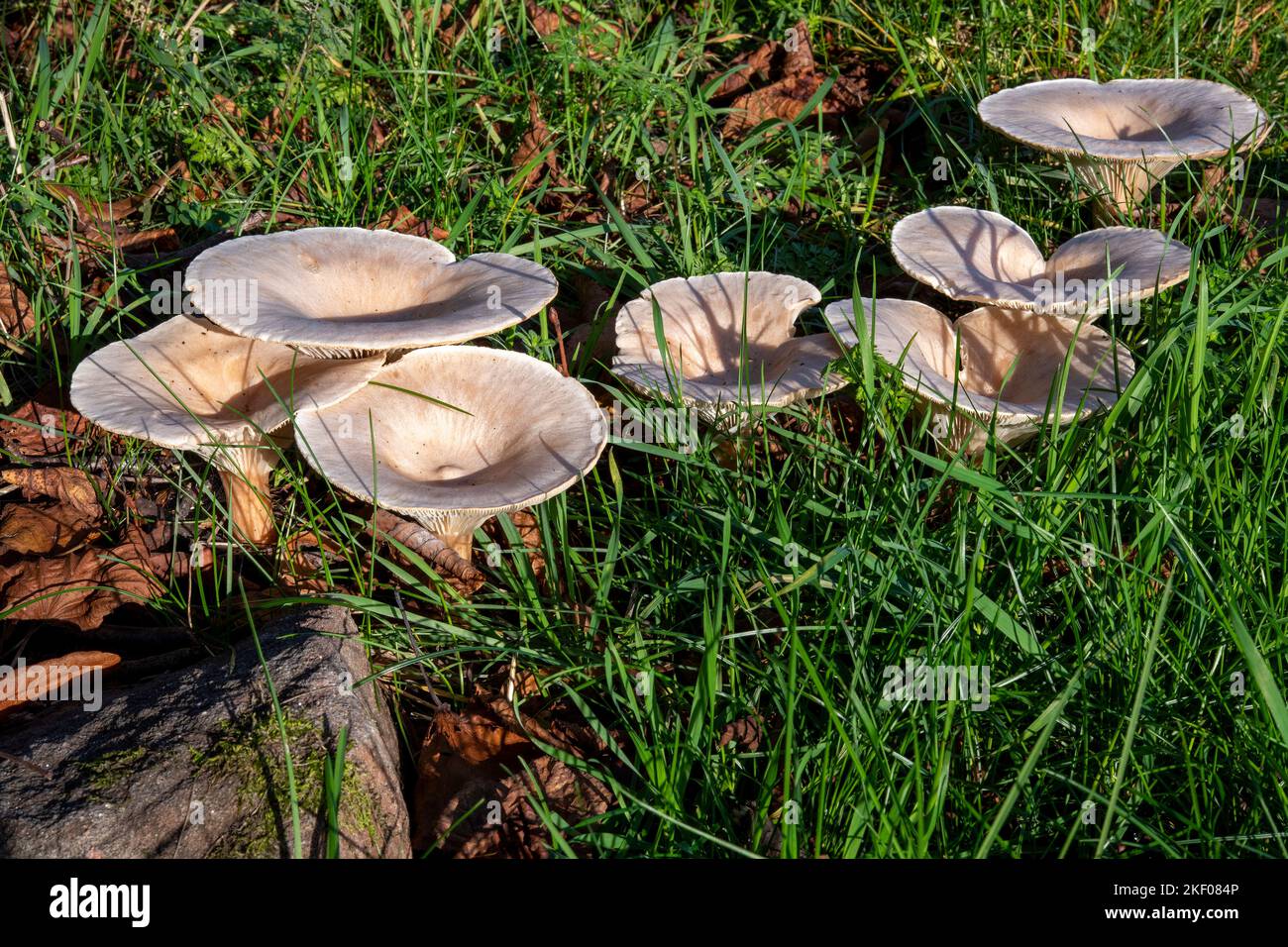 Wayside 'Trooping Funnel' mushrooms below Beacon Edge, Penrith, Cumbria, UK Stock Photo