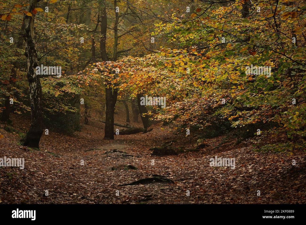 Autumn colour in woodlands in Addington Hills, Surrey, England Stock Photo