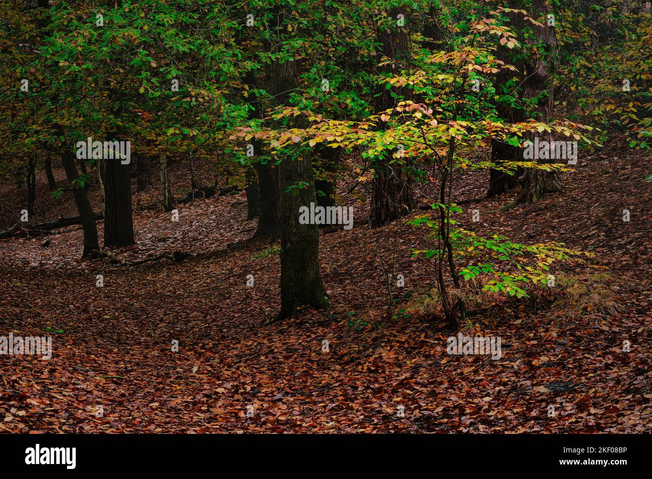 Autumn colour in woodlands in Addington Hills, Surrey, England Stock Photo