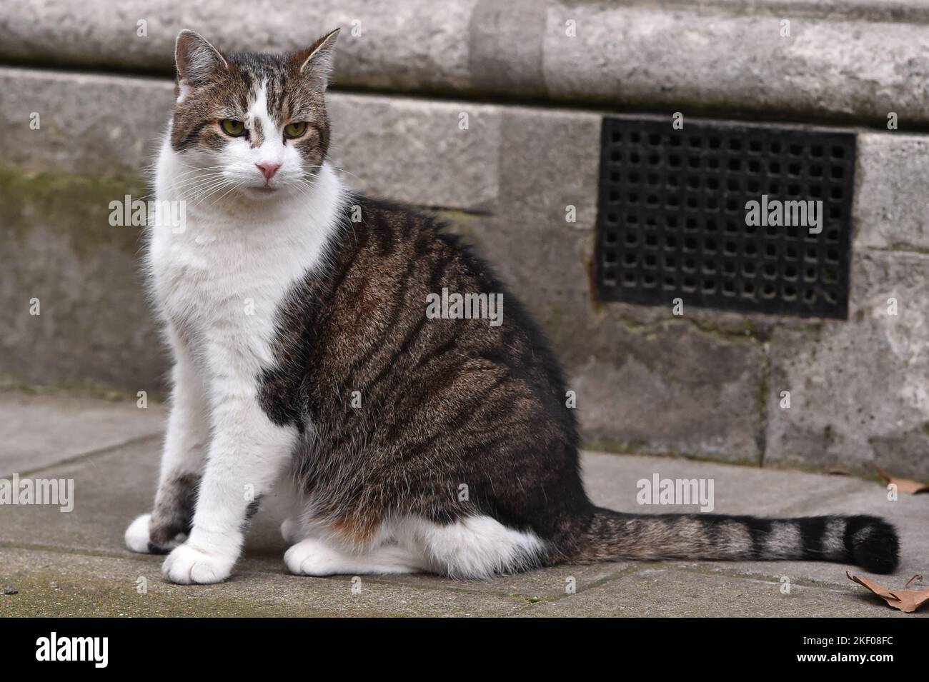 Larry the Cat, seen outside the entrance to 10 Downing Street, London, UK. Stock Photo