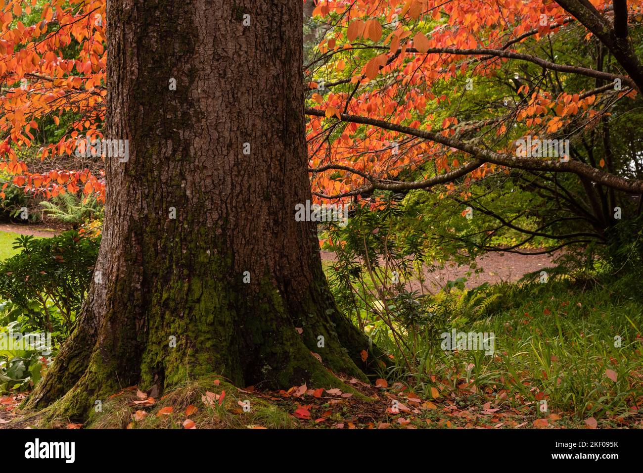 Leaves in autumn colours at Inverewe, Scotland Stock Photo