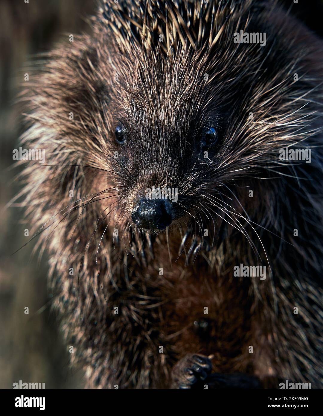 Close-up portrait of a young cute hedgehog Stock Photo