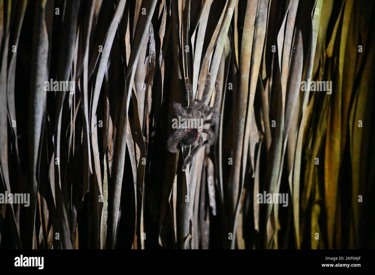 Ecuador, Amazon Rainforest, Rio Napo, Near Coca, a tarantula in the Yasuni National Park, on November, 14 2022. Yasuni National Park, deep in Ecuador's Amazon rainforest jungle, one of the most biodiverse destinations on the planet!. Photo by Tomas Stevens/ABACAPRESS.COM Stock Photo