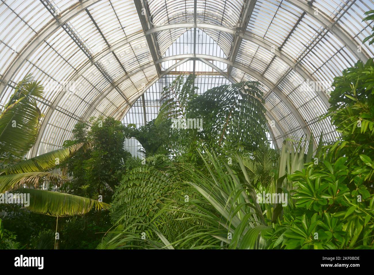 London. United Kingdom. Circa November 2022, Palm garden in a greenhouse in Kew Royal Botanic Gardens. Stock Photo