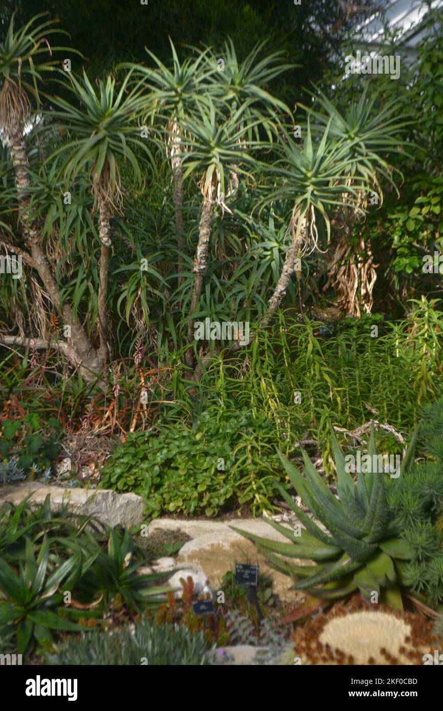 Plants in the princess Diana conservatory in Kew Gardens Stock Photo