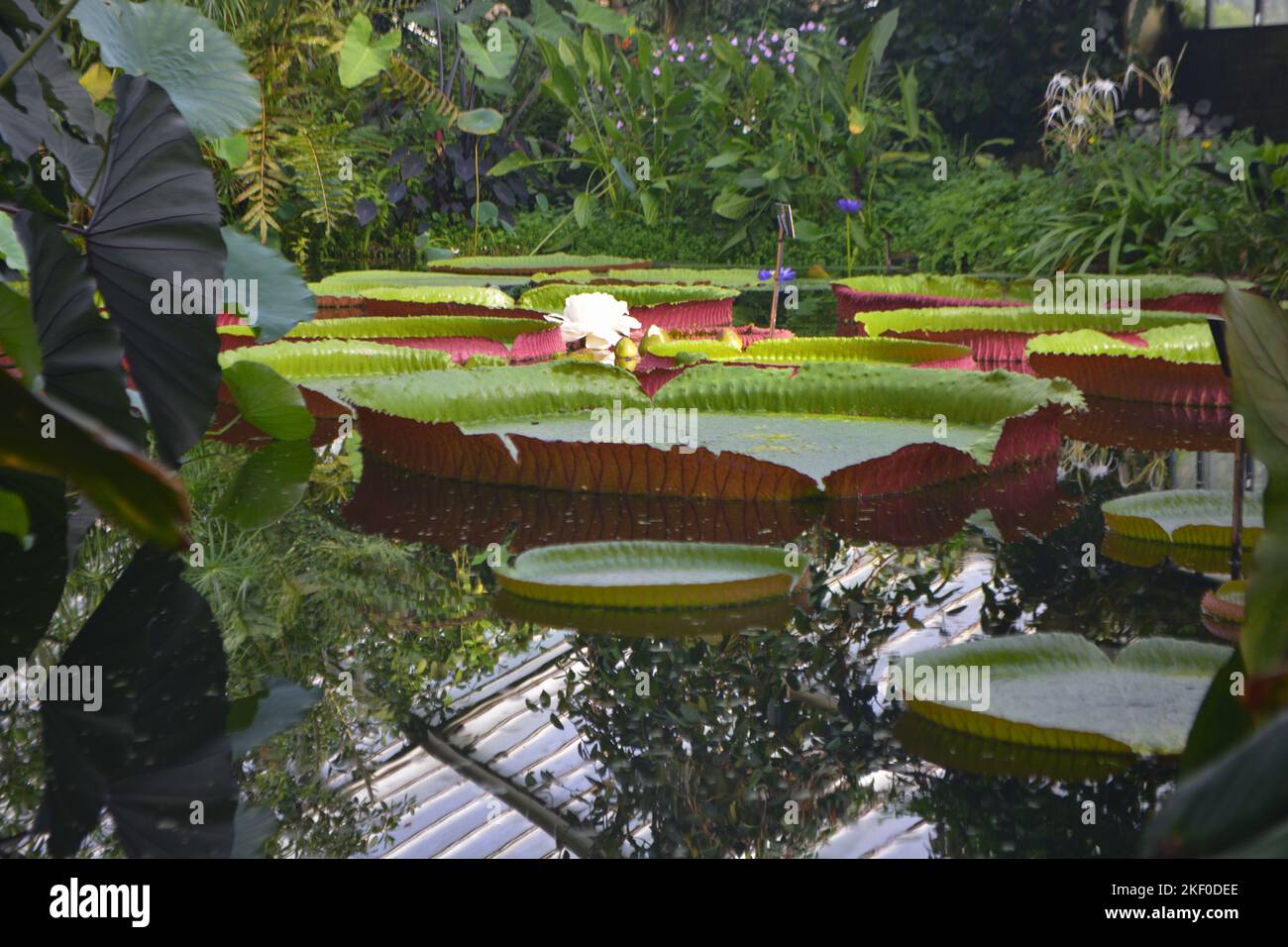 Nymphaea odorata, Waterlily House, Royal KEW Gardens, London Stock Photo