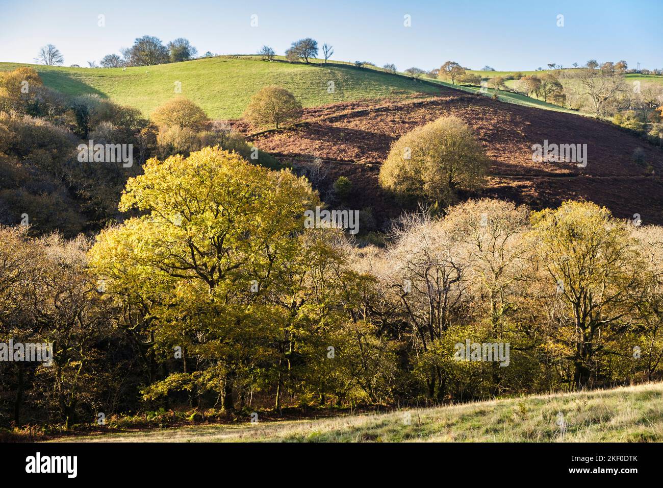 Countryside with trees in a valley near Cynfal, Llan Ffestiniog, Gwynedd, north Wales, UK, Britain Stock Photo