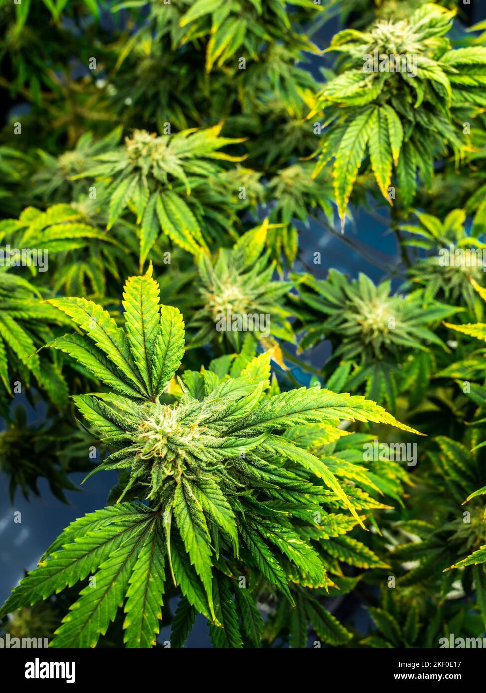 Full grown marijuana plants hi-res stock photography and images - Alamy