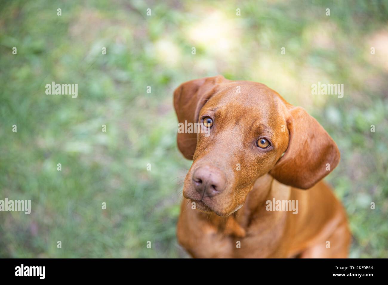 Beautiful Hungarian vizsla dog portrait. Vizsla hunting dog lying down in a garden and looking to the side. Dog background. Stock Photo